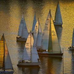 A small fleet of sailboats ghosts along in light winds.